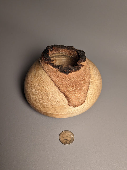 Live Edge Oak Hollow Form